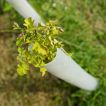 BioWrap Tree Guard